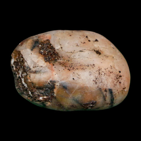 1.4" Sauropod Dinosaur Stomach Stone Gastrolith Rock Gizzard Stone COA - Fossil Age Minerals