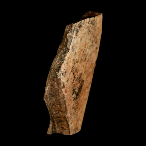 1.6" Tyrannosaurus Rex Fossil Bone Dinosaur Lance Creek Formation Wyoming COA - Fossil Age Minerals