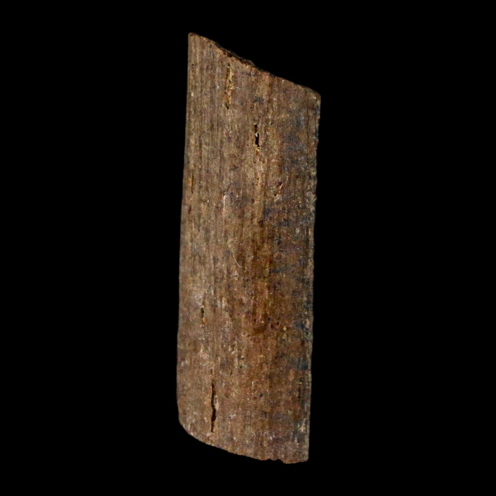 0.9" Hadrosaur Dinosaur Tendon Fossil Lance Creek FM Cretaceous WY COA Display - Fossil Age Minerals