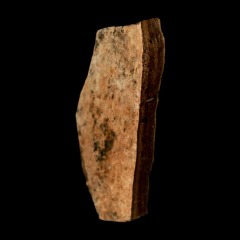 1.6" Tyrannosaurus Rex Fossil Bone Dinosaur Lance Creek Formation Wyoming COA - Fossil Age Minerals