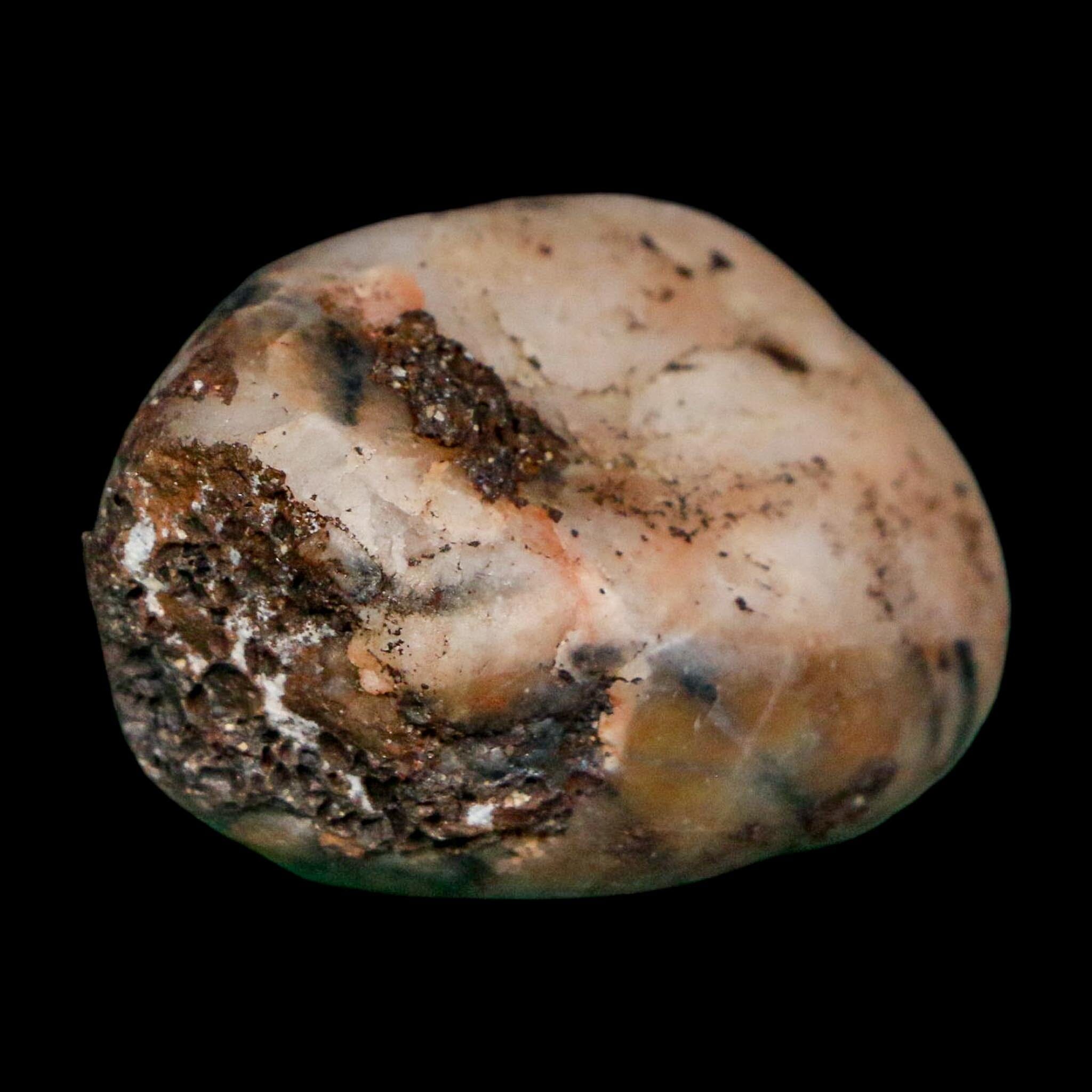 1.4" Sauropod Dinosaur Stomach Stone Gastrolith Rock Gizzard Stone COA - Fossil Age Minerals