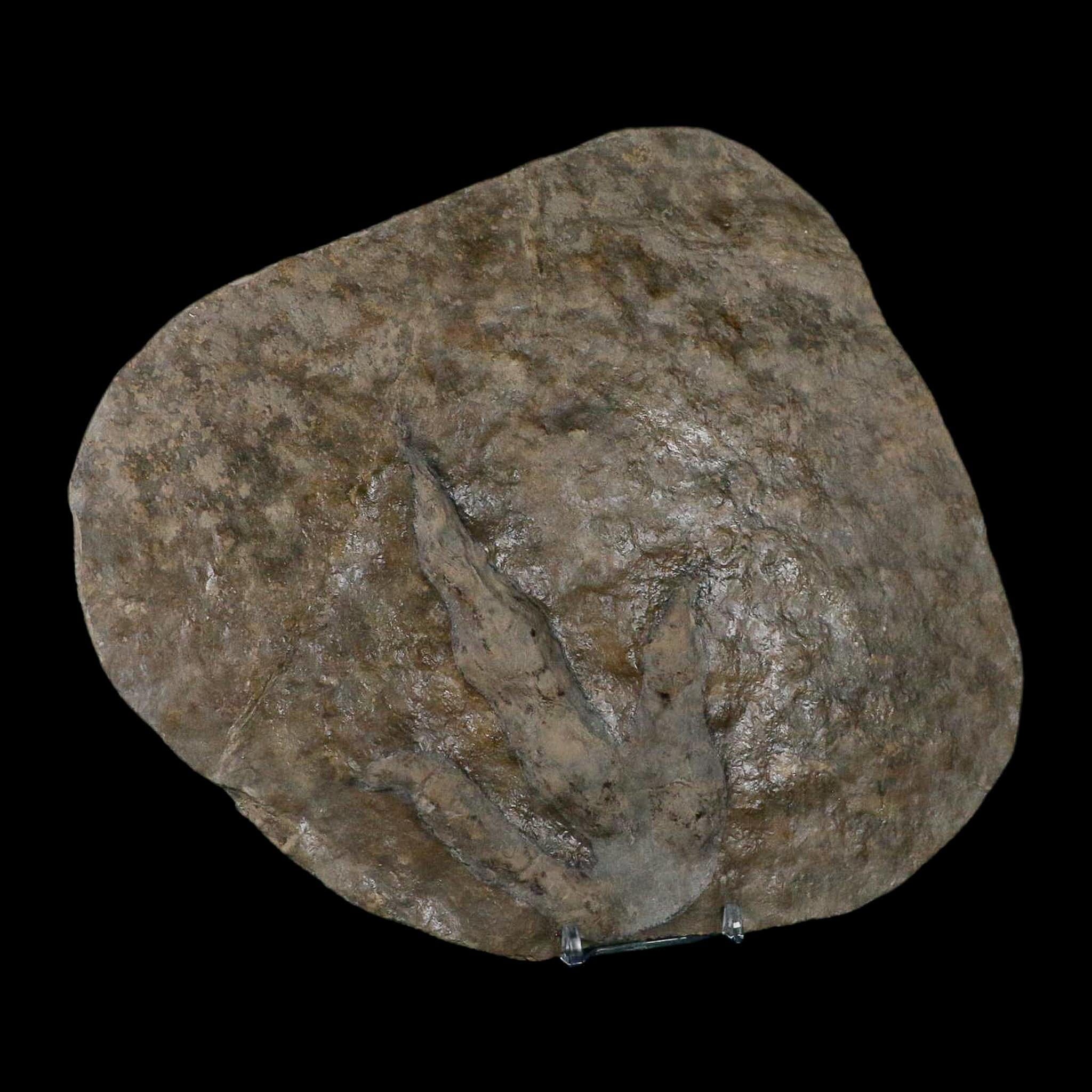 5.6" Grallator Variabilis Dinosaurs Tracks Foot Prints Jurassic Age France COA, Stand - Fossil Age Minerals