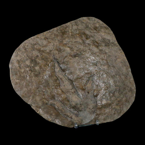 5.6" Grallator Variabilis Dinosaurs Tracks Foot Prints Jurassic Age France COA, Stand - Fossil Age Minerals