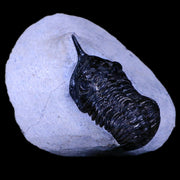 2.1" Morocconites Malladoides Trilobite Fossil Morocco Devonian Age Display, COA