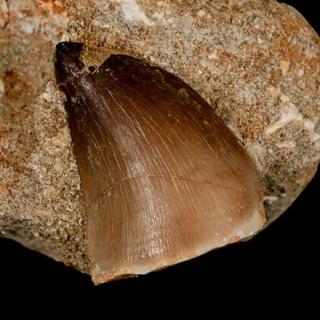 1.4" Mosasaur Prognathodon Fossil Tooth In Matrix Cretaceous Dinosaur Era COA