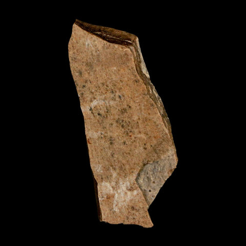 1.6" Tyrannosaurus Rex Fossil Bone Dinosaur Lance Creek Formation Wyoming COA - Fossil Age Minerals