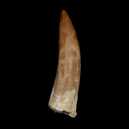 1.9" Plesiosaur Zarafasaura Tooth Fossil Cretaceous Dinosaur Era COA, Stand
