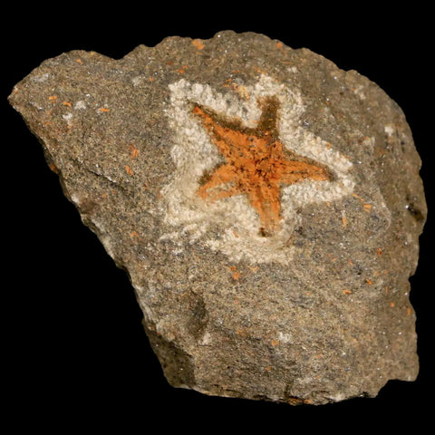 20MM Brittlestar Petraster Starfish Fossil Ordovician Age Blekus Morocco COA - Fossil Age Minerals