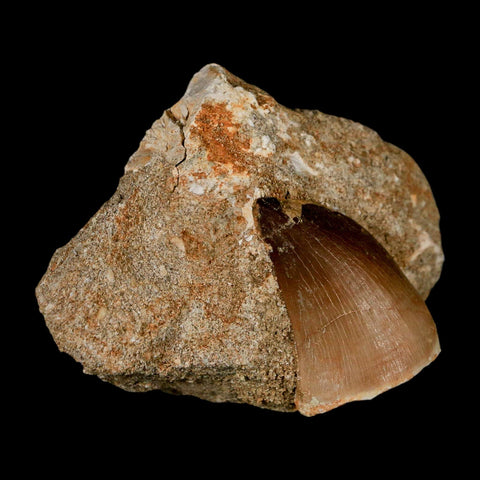 1.4" Mosasaur Prognathodon Fossil Tooth In Matrix Cretaceous Dinosaur Era COA