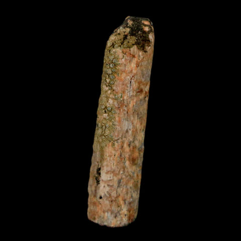 1.1" Hadrosaur Dinosaur Tendon Fossil Lance Creek FM Cretaceous WY COA Display - Fossil Age Minerals
