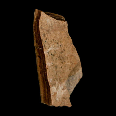 1.6" Tyrannosaurus Rex Fossil Bone Dinosaur Lance Creek Formation Wyoming COA