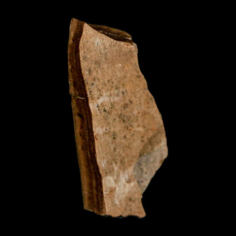 1.6" Tyrannosaurus Rex Fossil Bone Dinosaur Lance Creek Formation Wyoming COA - Fossil Age Minerals