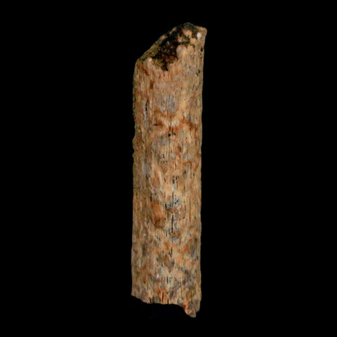 1.1" Hadrosaur Dinosaur Tendon Fossil Lance Creek FM Cretaceous WY COA Display - Fossil Age Minerals