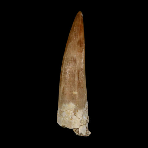 1.9" Plesiosaur Zarafasaura Tooth Fossil Cretaceous Dinosaur Era COA, Stand