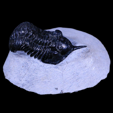 2.1" Morocconites Malladoides Trilobite Fossil Morocco Devonian Age Display, COA - Fossil Age Minerals