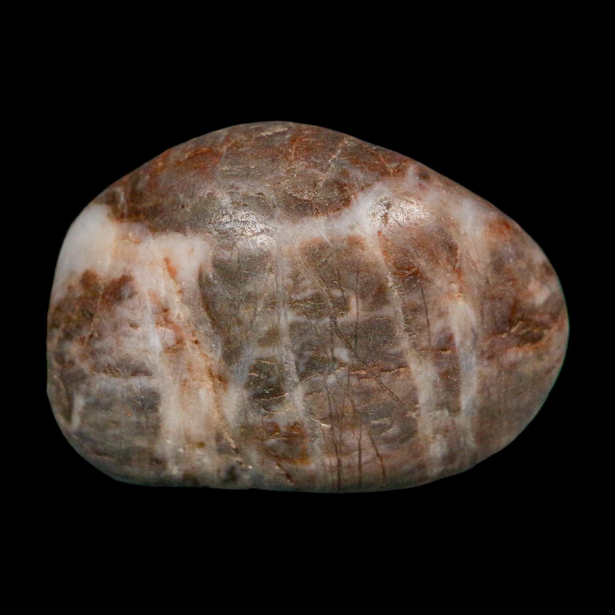 1.6" Sauropod Dinosaur Stomach Stone Gastrolith Rock Gizzard Stone COA - Fossil Age Minerals