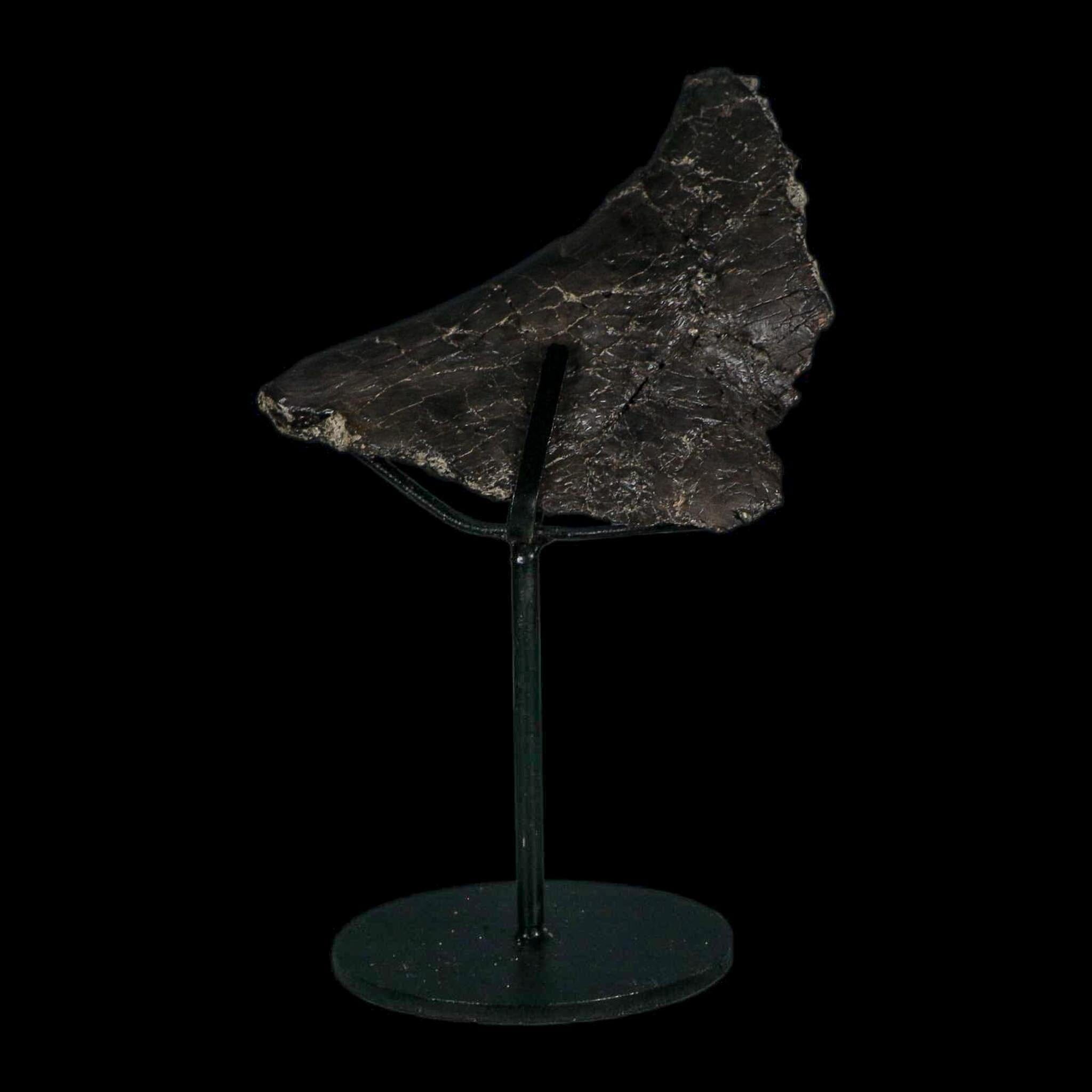 4.6" Camarasaurus Dinosaur Fossil Vertebrae Morrison FM CO Jurassic Age COA Stand - Fossil Age Minerals