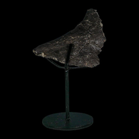 4.6" Camarasaurus Dinosaur Fossil Vertebrae Morrison FM CO Jurassic Age COA Stand