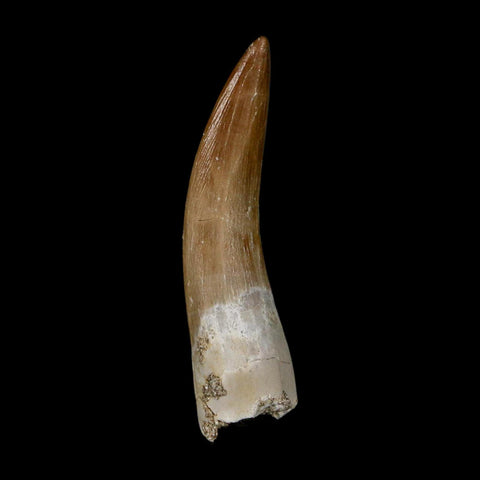 1.9" Plesiosaur Zarafasaura Tooth Fossil Cretaceous Dinosaur Era COA, Stand