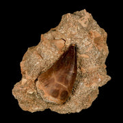 1.6" Mosasaur Prognathodon Fossil Tooth In Matrix Cretaceous Dinosaur Era COA
