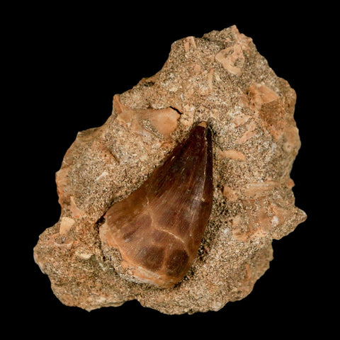 1.6" Mosasaur Prognathodon Fossil Tooth In Matrix Cretaceous Dinosaur Era COA