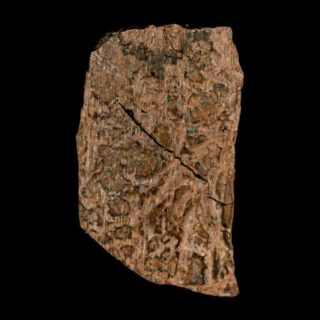 1.2" Tyrannosaurus Rex Fossil Bone Dinosaur Lance Creek Formation Wyoming COA