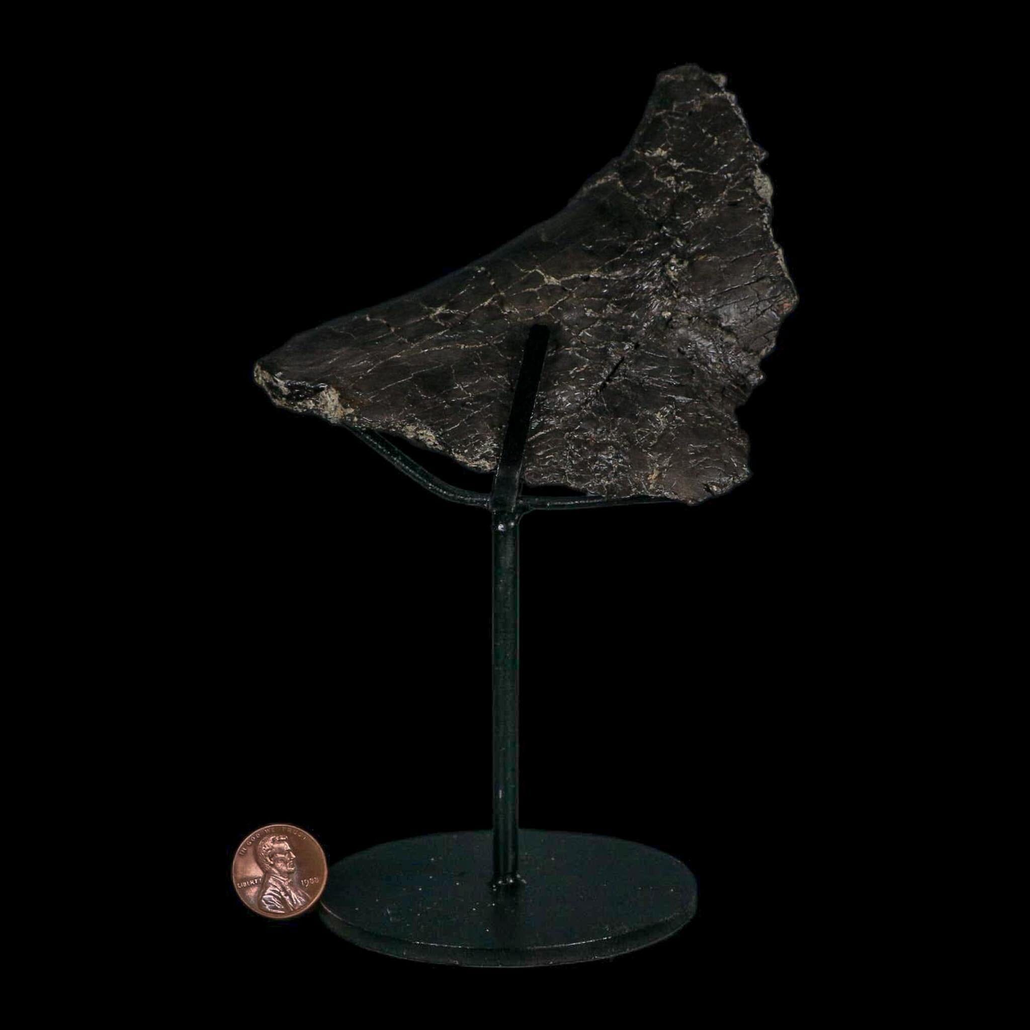 4.6" Camarasaurus Dinosaur Fossil Vertebrae Morrison FM CO Jurassic Age COA Stand - Fossil Age Minerals