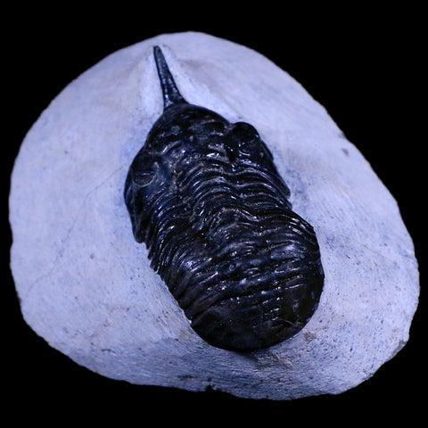2.1" Morocconites Malladoides Trilobite Fossil Morocco Devonian Age Display, COA - Fossil Age Minerals