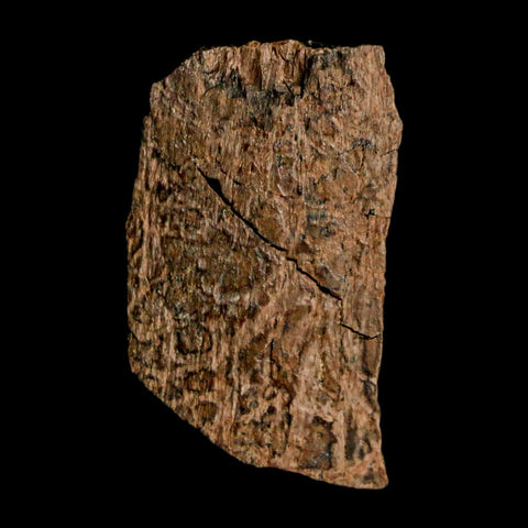 1.2" Tyrannosaurus Rex Fossil Bone Dinosaur Lance Creek Formation Wyoming COA - Fossil Age Minerals