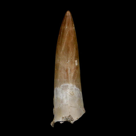 1.9" Plesiosaur Zarafasaura Tooth Fossil Cretaceous Dinosaur Era COA, Stand