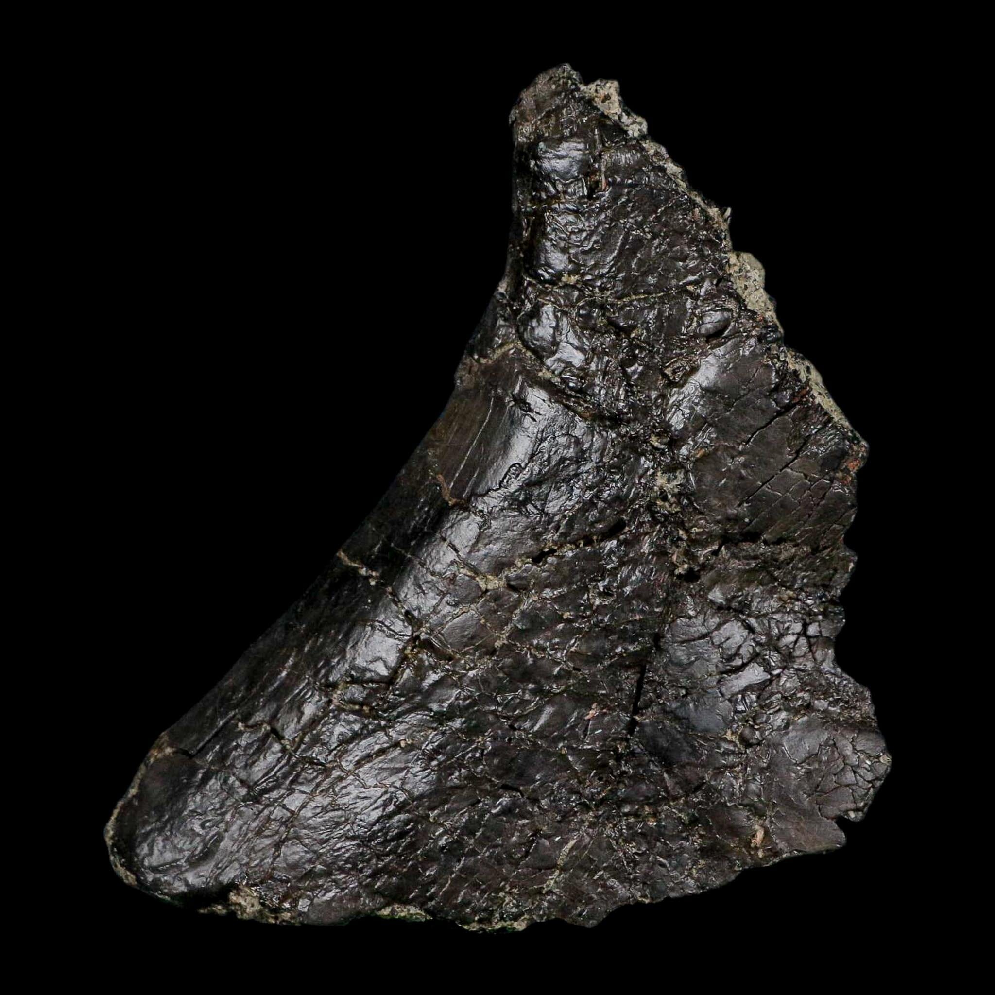 4.6" Camarasaurus Dinosaur Fossil Vertebrae Morrison FM CO Jurassic Age COA Stand - Fossil Age Minerals