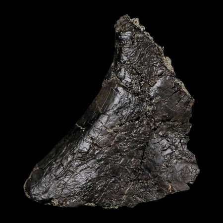 4.6" Camarasaurus Dinosaur Fossil Vertebrae Morrison FM CO Jurassic Age COA Stand