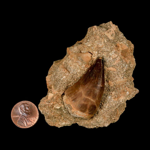 1.6" Mosasaur Prognathodon Fossil Tooth In Matrix Cretaceous Dinosaur Era COA