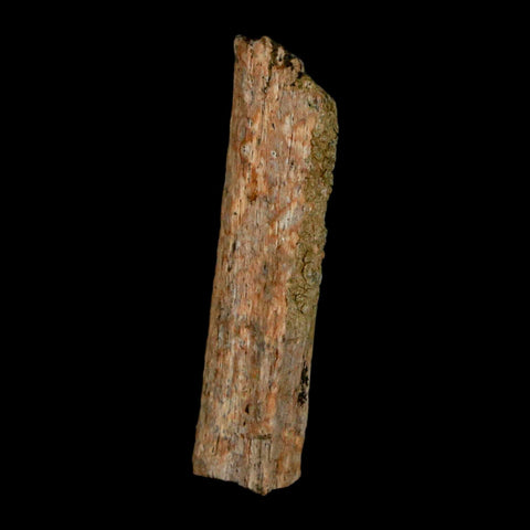 1.1" Hadrosaur Dinosaur Tendon Fossil Lance Creek FM Cretaceous WY COA Display - Fossil Age Minerals