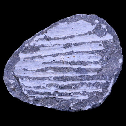 2.1" Morocconites Malladoides Trilobite Fossil Morocco Devonian Age Display, COA - Fossil Age Minerals