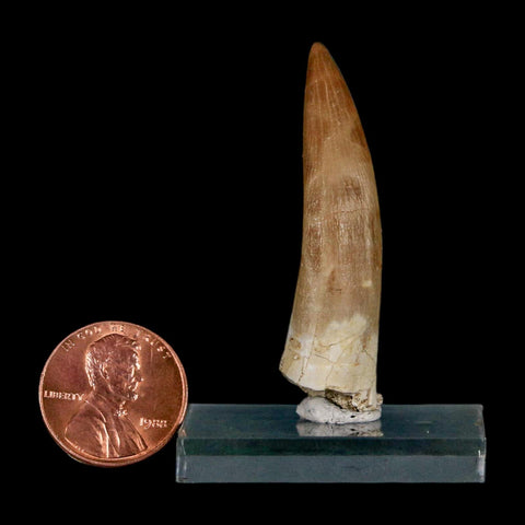 1.9" Plesiosaur Zarafasaura Tooth Fossil Cretaceous Dinosaur Era COA, Stand