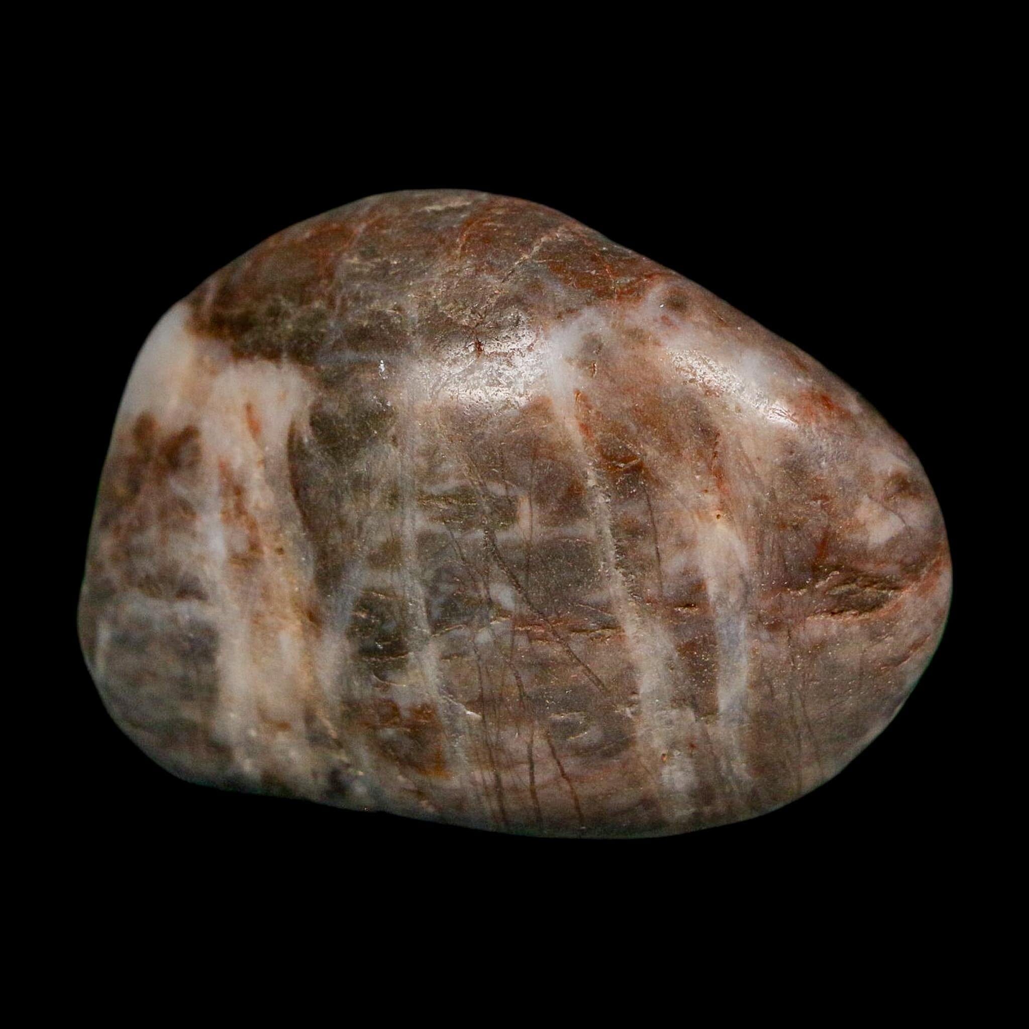 1.6" Sauropod Dinosaur Stomach Stone Gastrolith Rock Gizzard Stone COA - Fossil Age Minerals