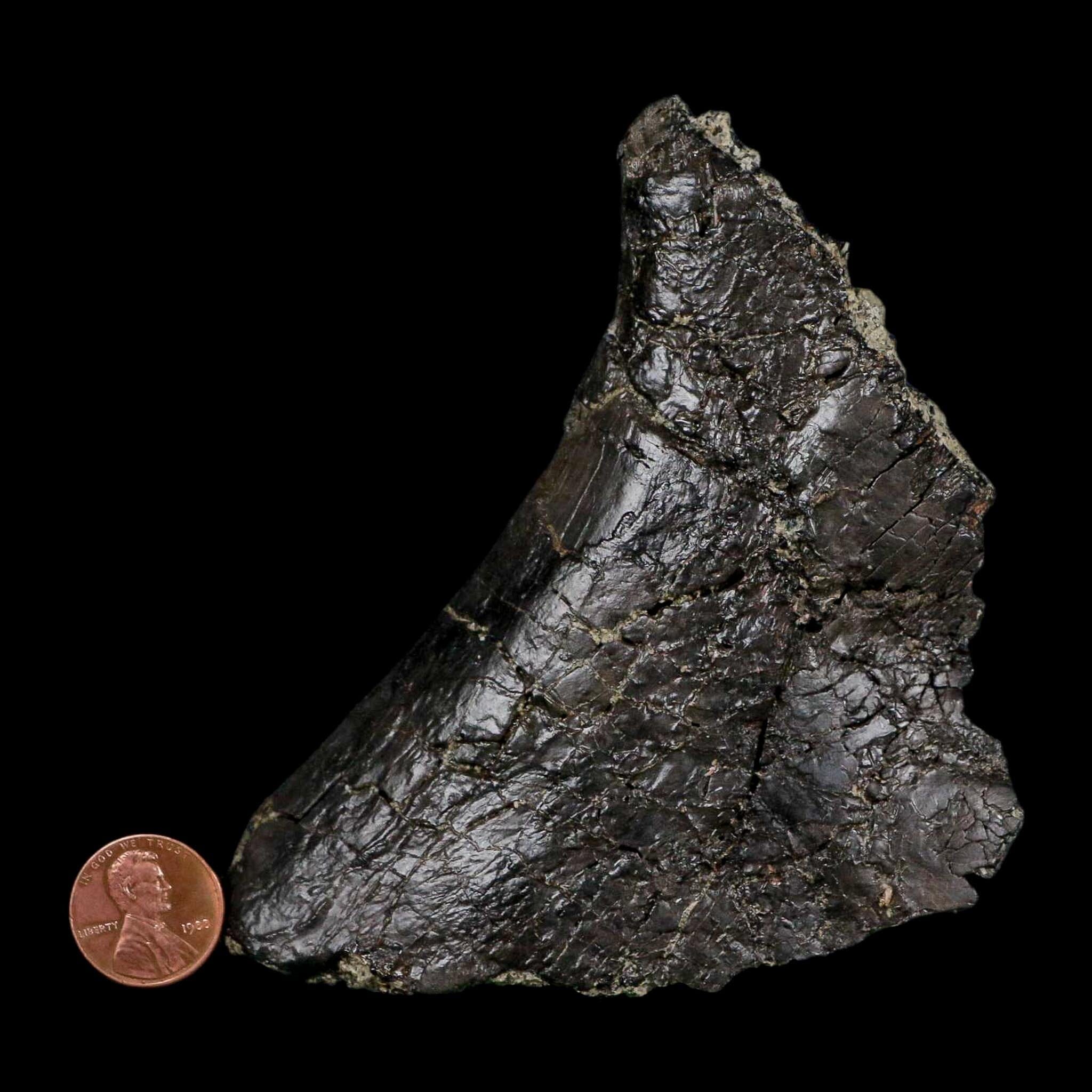 4.6" Camarasaurus Dinosaur Fossil Vertebrae Morrison FM CO Jurassic Age COA Stand - Fossil Age Minerals