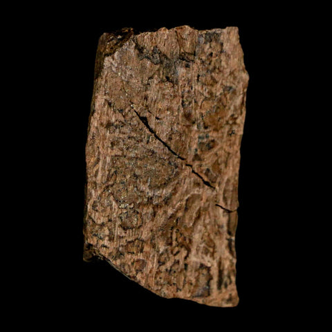 1.2" Tyrannosaurus Rex Fossil Bone Dinosaur Lance Creek Formation Wyoming COA - Fossil Age Minerals