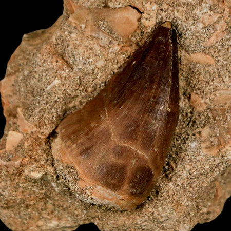 1.6" Mosasaur Prognathodon Fossil Tooth In Matrix Cretaceous Dinosaur Era COA