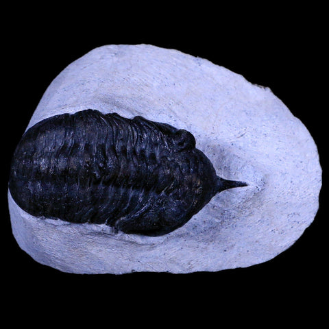 2.4" Morocconites Malladoides Trilobite Fossil Morocco Devonian Age Display, COA - Fossil Age Minerals