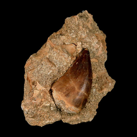 1.6" Mosasaur Prognathodon Fossil Tooth In Matrix Cretaceous Dinosaur Era COA