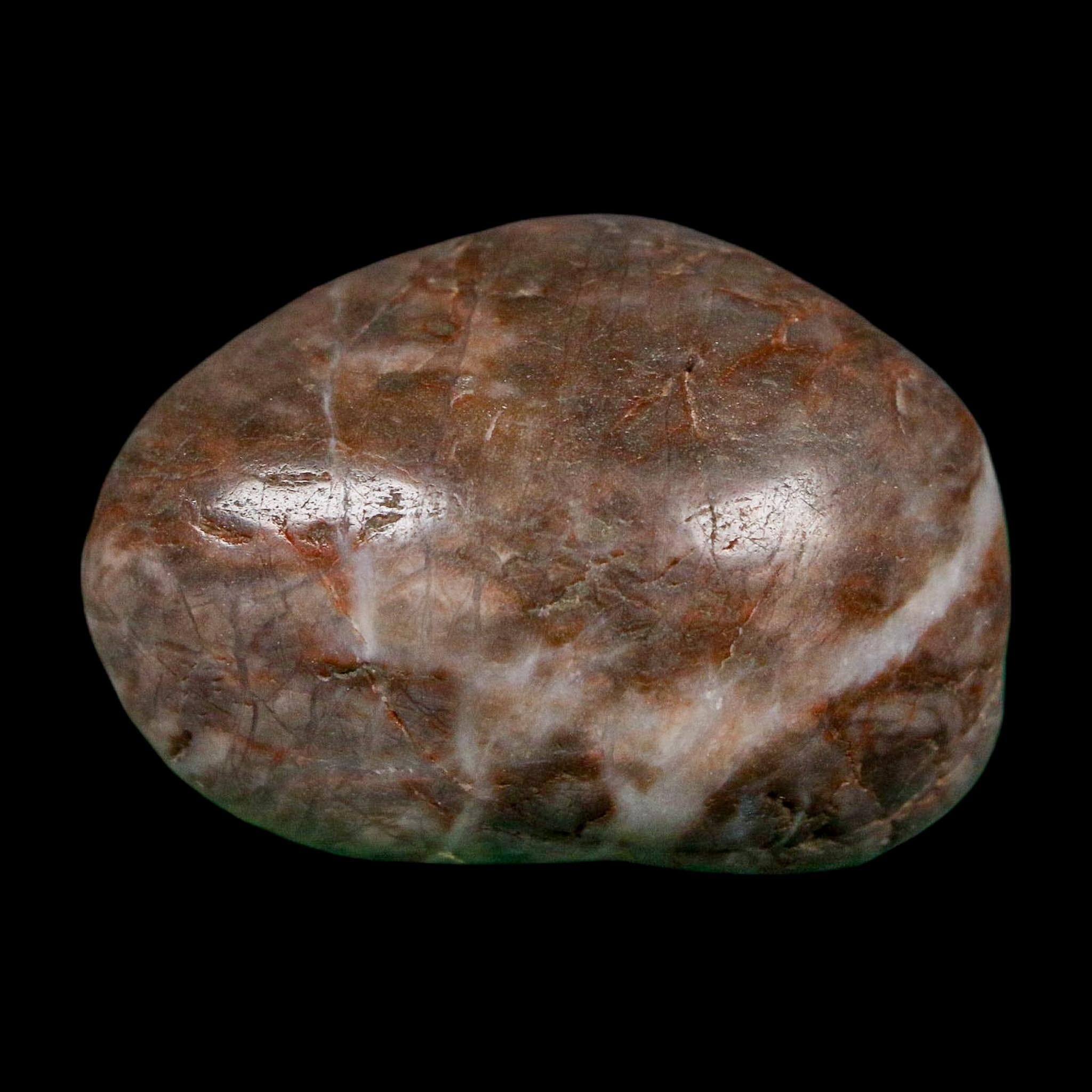 1.6" Sauropod Dinosaur Stomach Stone Gastrolith Rock Gizzard Stone COA - Fossil Age Minerals