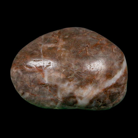 1.6" Sauropod Dinosaur Stomach Stone Gastrolith Rock Gizzard Stone COA