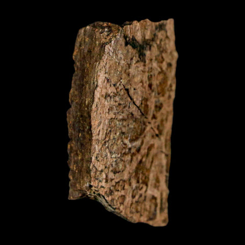 1.2" Tyrannosaurus Rex Fossil Bone Dinosaur Lance Creek Formation Wyoming COA - Fossil Age Minerals