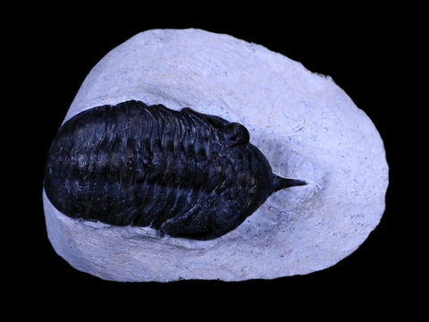 2.4" Morocconites Malladoides Trilobite Fossil Morocco Devonian Age Display, COA - Fossil Age Minerals