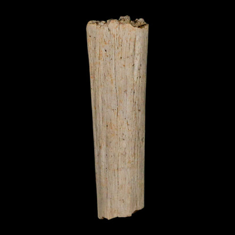 1.1" Hadrosaur Dinosaur Tendon Fossil Lance Creek FM Cretaceous WY COA Display - Fossil Age Minerals