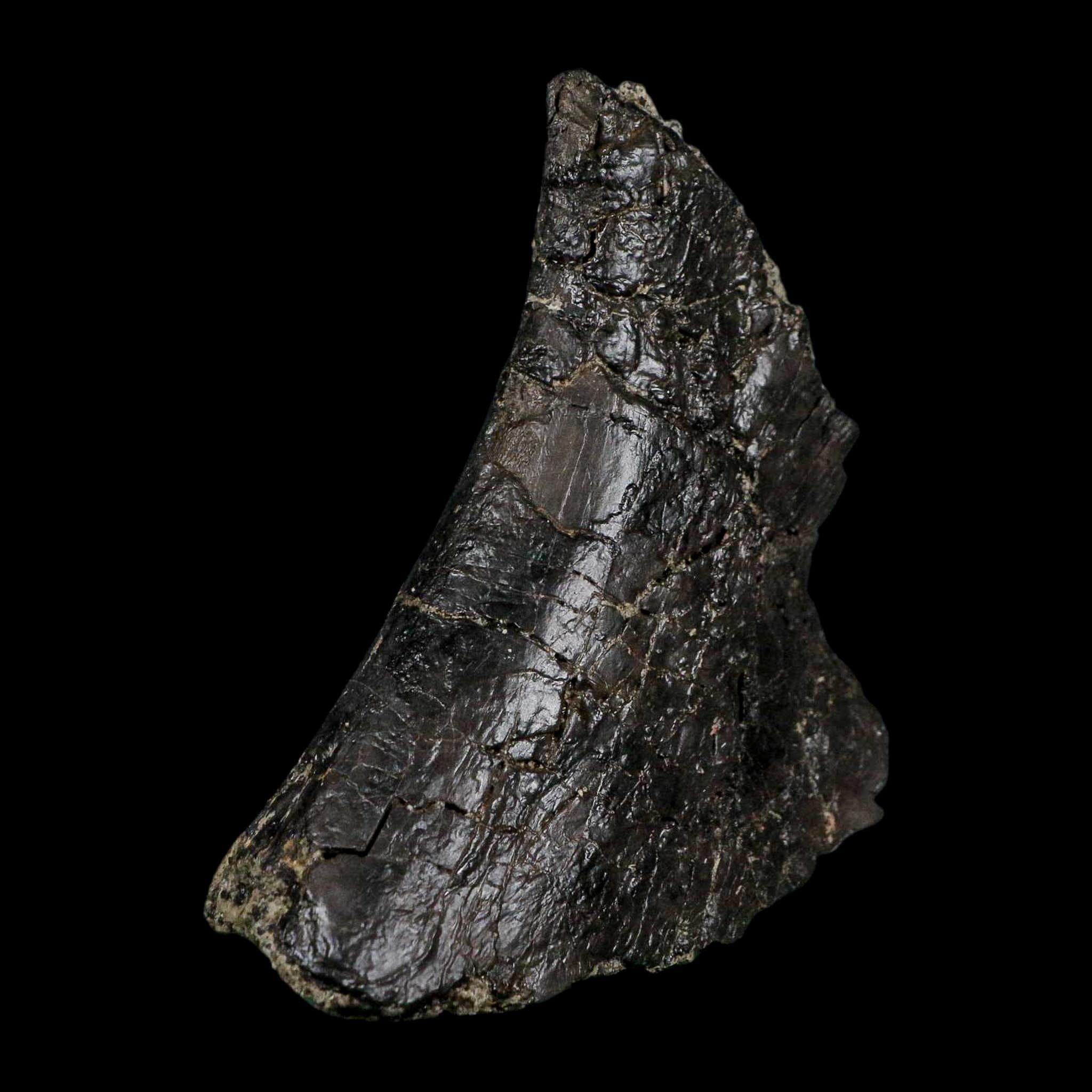 4.6" Camarasaurus Dinosaur Fossil Vertebrae Morrison FM CO Jurassic Age COA Stand - Fossil Age Minerals