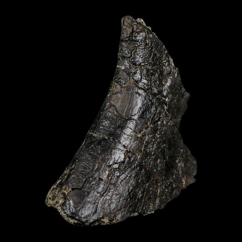4.6" Camarasaurus Dinosaur Fossil Vertebrae Morrison FM CO Jurassic Age COA Stand - Fossil Age Minerals