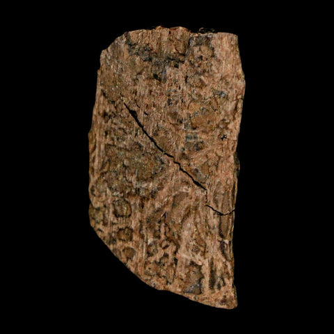 1.2" Tyrannosaurus Rex Fossil Bone Dinosaur Lance Creek Formation Wyoming COA - Fossil Age Minerals